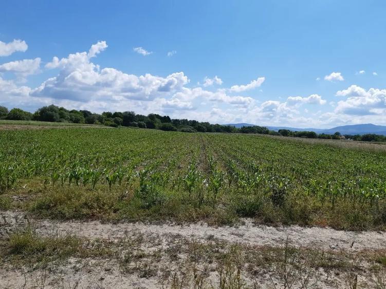 Teren agricol Podu Oltului la limita UAT Harman si UAT Prejmer 20300mp - 1