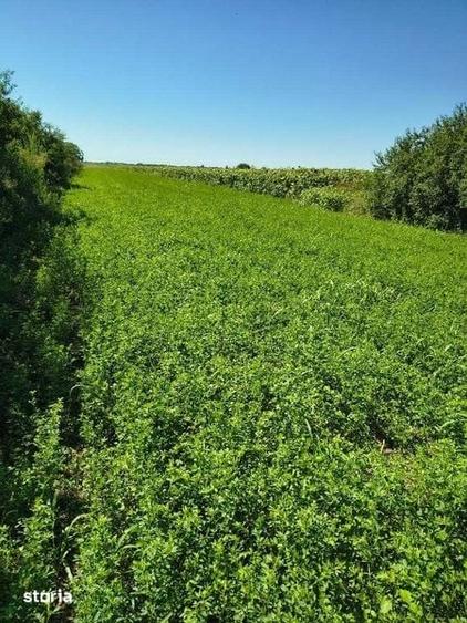 Vand teren intravilan la 25 min de Ploiesti 5000 mp -5 euro mp - 3