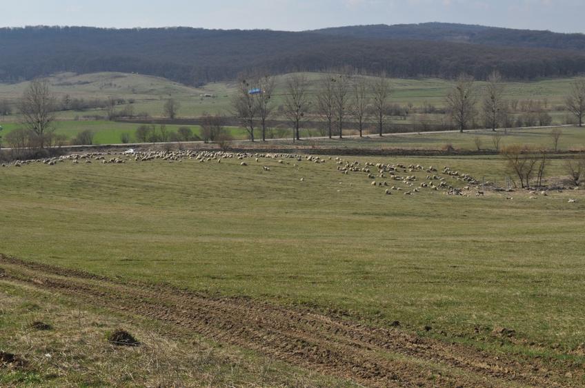 Teren agricol extravilan de 90000 mp, în Șoarș