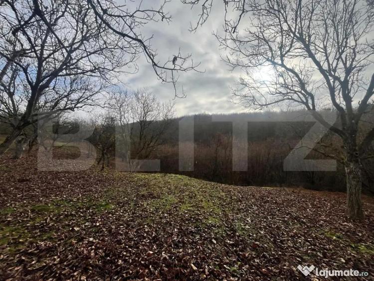 Teren extravilan, 4 hectare, langa livada de mere Ghinda - 4