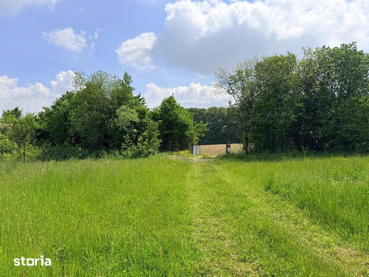 Teren de 2500 mp, în Dărmănești
