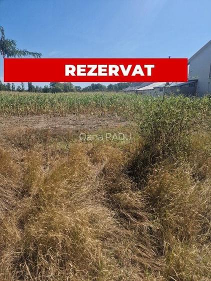 Teren Mosoaia, Lazaresti!
