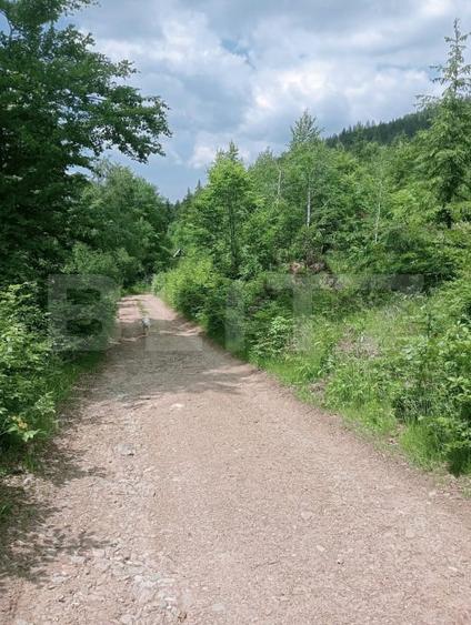 Teren Construcții intravilan de 12000 mp, în Scărișoara