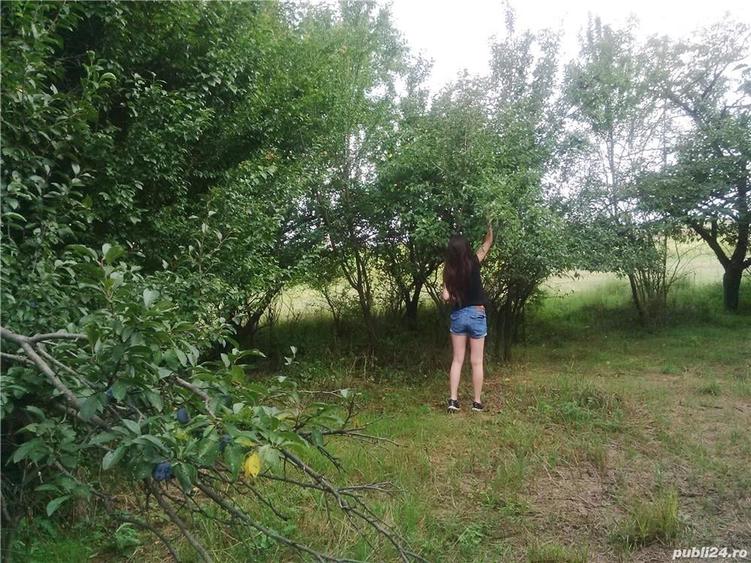Teren de 7050 mp, în Albota