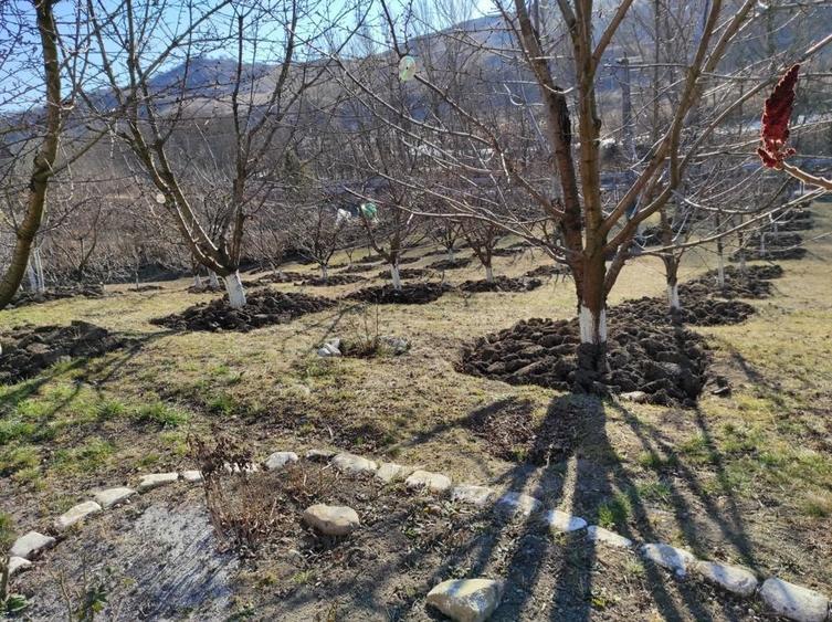 Teren în Trestia