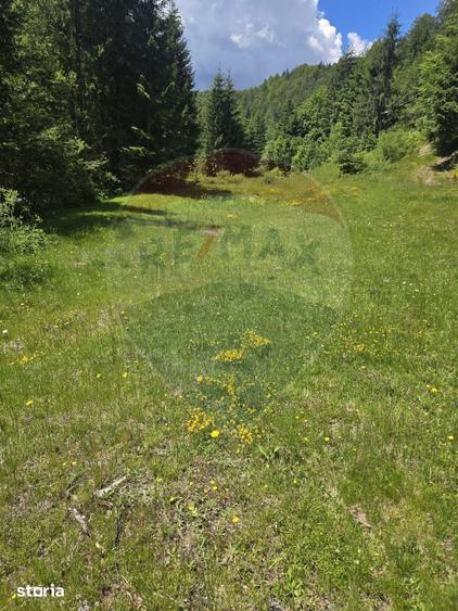 Teren de 2966 mp, în Arieșeni