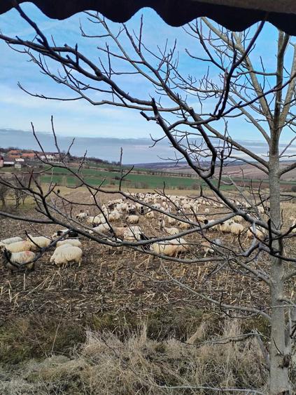 Casă cu Teren 3000 Mp în Hidiș