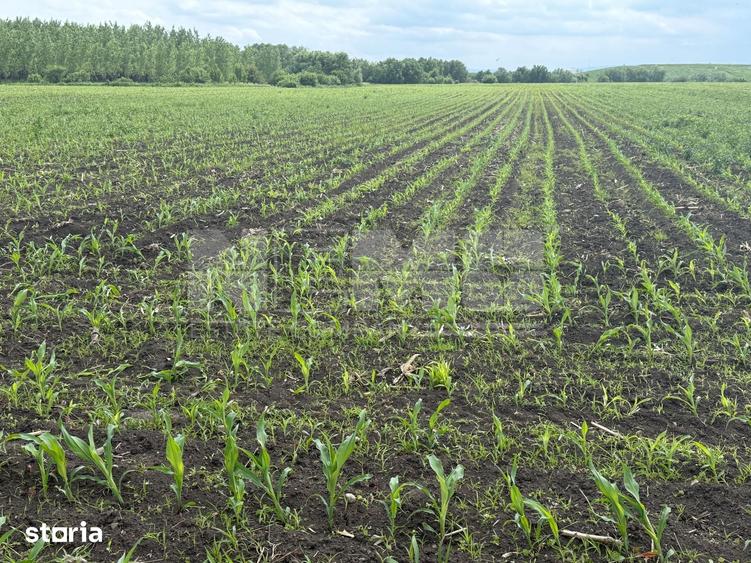 Teren extravilan de vanzare | Satu Mare, jude?ul Suceava | 3.750 mp - 4