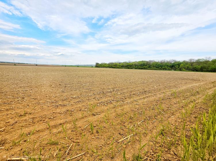 Teren Construcții intravilan de 7900 mp, în Bucov