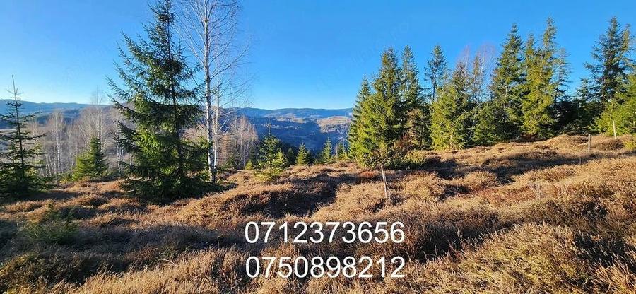 Teren de 3120 mp, în Albac