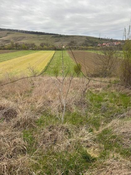 Vand teren extravilan in Pestisu mare - 4