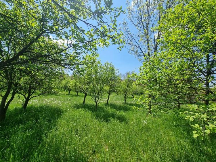 Oferta teren intravilan - 1