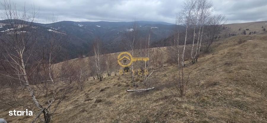 Teren investitie Paltinis - 4