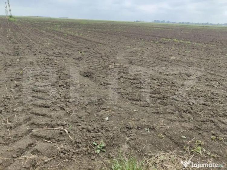 Teren intravilan, arabil, 39 ha, Sanmartinul Sarbesc - 2