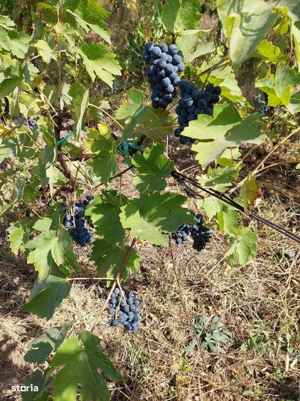 Teren intravilan 8.759 mp cu casa + vie | Utilita?i complete - 3