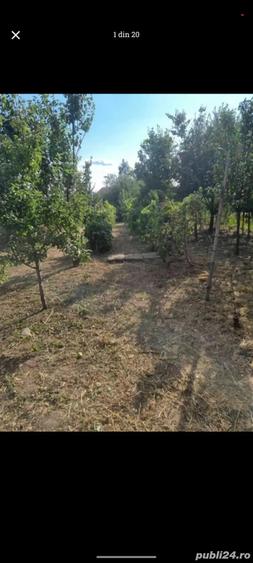 Casa de vinzare Peciu Nou - 6