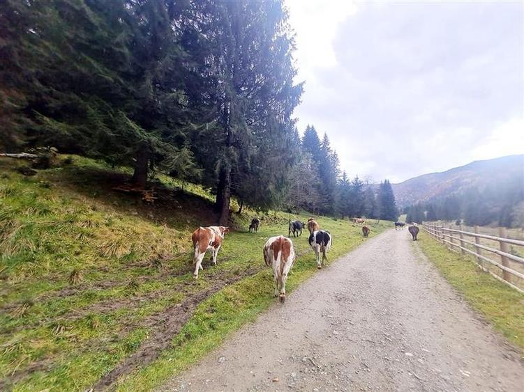 Parcela urbanizabila spectaculoasa,4.600 mp, priveliste emblematica:Piatra Craiu - 6