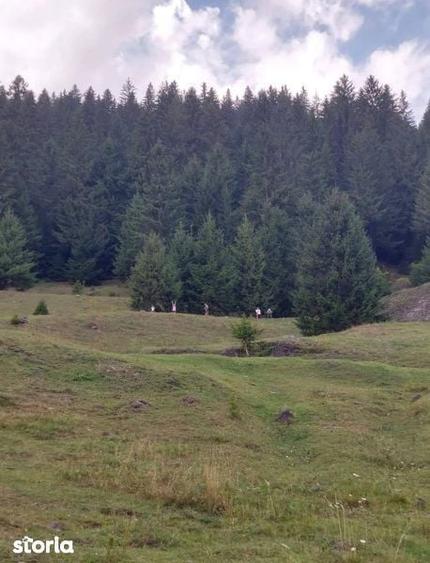 Teren la munte, Brosteni, Suceava - 2