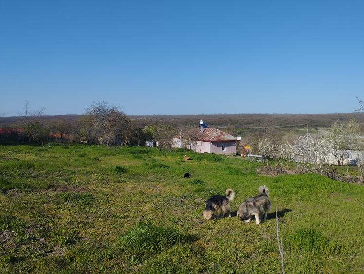 casa 2 camere,vedere la padure,dumbraveni,constanta. - 12