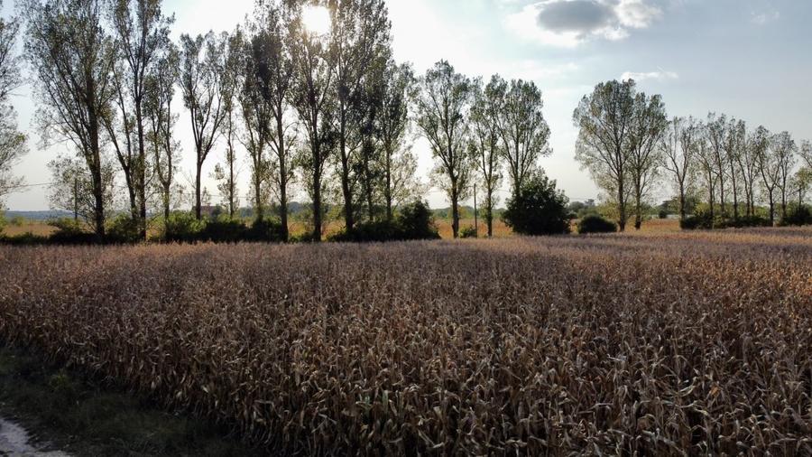 Teren rezidential retras langa lac SNAGOV in Silistea Snagovului, DN1, A3 - 11