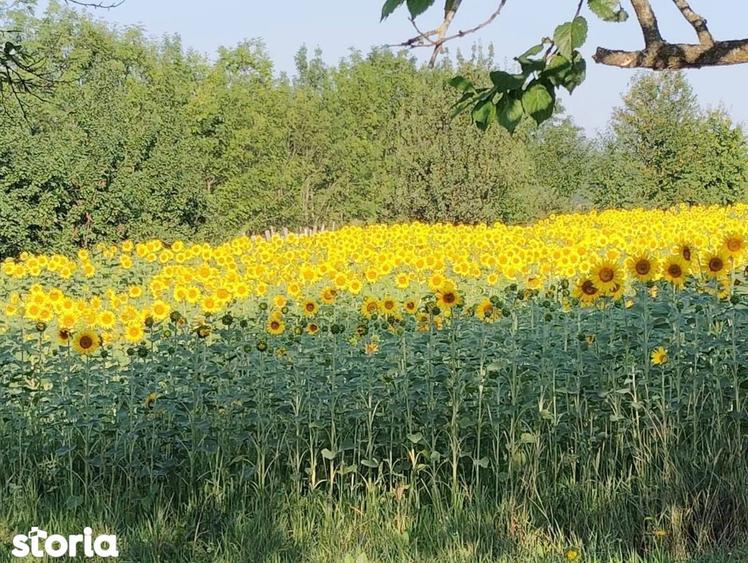 De vanzare casa ?i teren cu o suprafata de 13000 mp, 52.000 euro - 5
