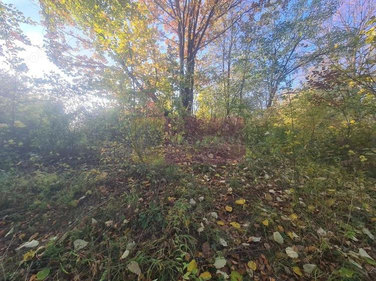 Teren intravilan de vanzare in Telega - 10