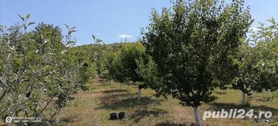 Teren de 2070 mp, în Manasia