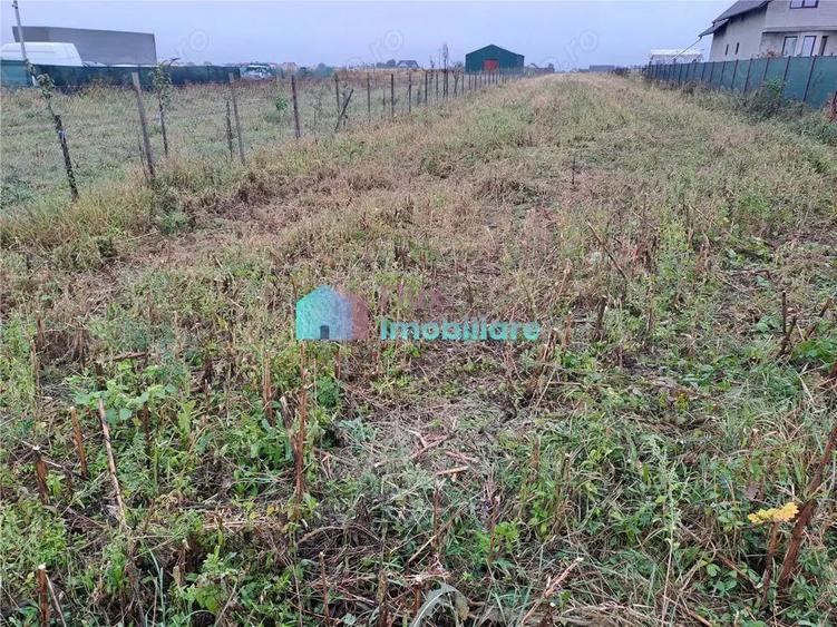 Teren intravilan 2700 mp Dumbraveni - 6