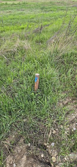 Snagov Ciofliceni Padure - 5