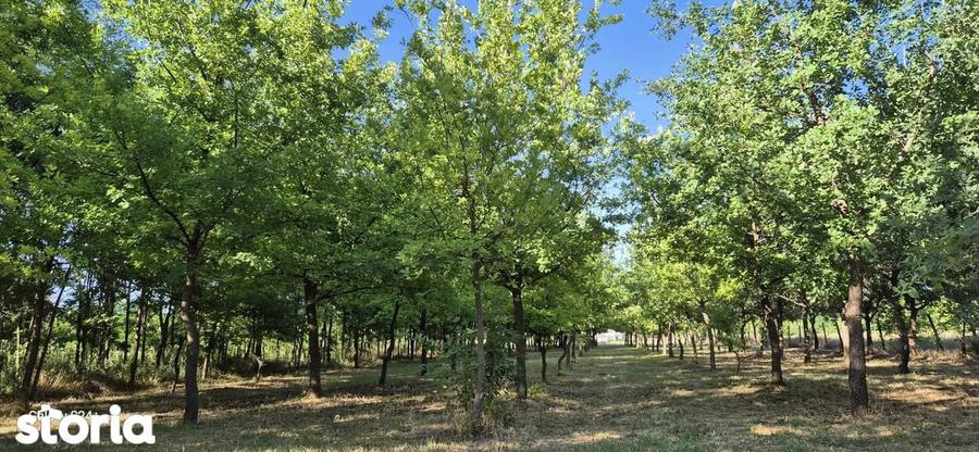 Loc de casa de vanzare in Doroban?i - 1