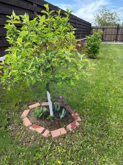 Teren de vanzare in Harman, zona Fish 4 Life inceput de poveste - 4