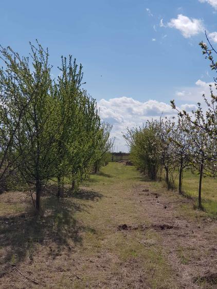 VISUL TAU LA TARA, LA DOAR 60 KM DE BUCURESTI! Teren intravilan 8402 mp + CASA 50 mp in Jugureni, Uliesti Paradis accesibil! - 6