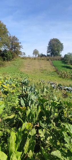 Vanzare casa Morut, judetul Bistrita-Nasaud - 7