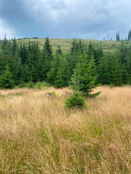 2 terenuri in zona Obarsia Lotrului - 9