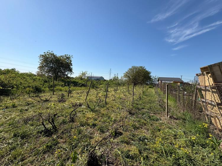 Teren intravilan 1090 mp - Campineanca - 4