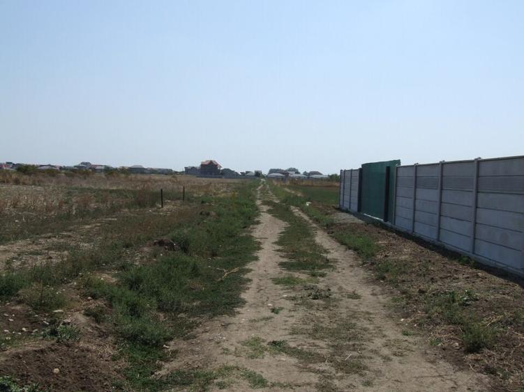 Domnesti-Ciocarliei(Afinului-Fragilor). - 3