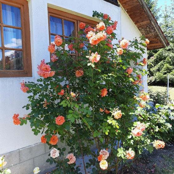 Casa de vacan?a cabana de vanatoare la Soveja, jud. Vrancea - 10