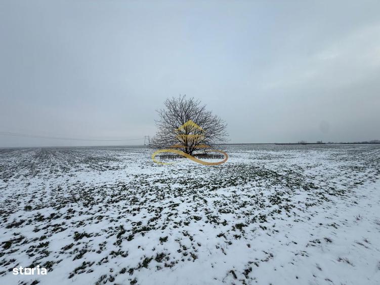 Teren agricol extravilan in Itesti de vanzare - 2