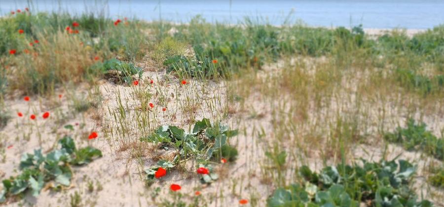Corbu Plaja Vadu Teren la malul marii oportunitate dezvoltare turistica - 8