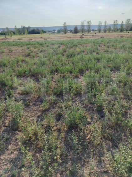 Teren intravilan Craiova, 400 mp, zona Releu - 1