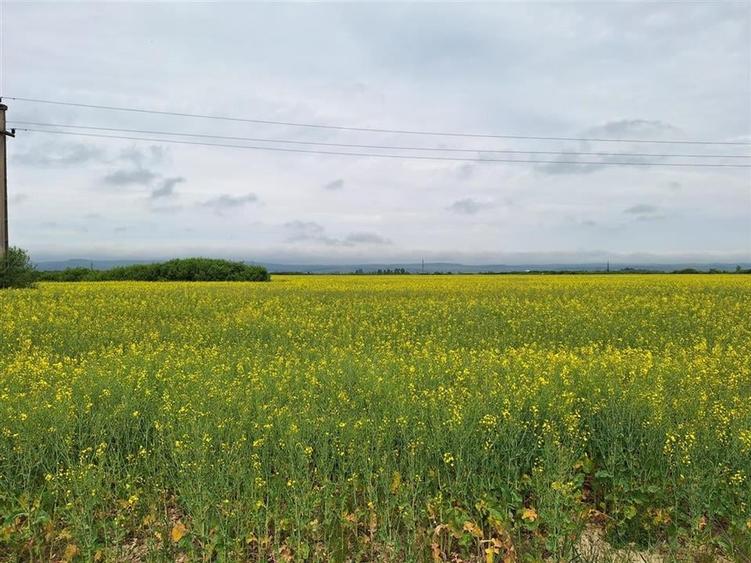 Reco, teren intravila la E60 sacadat - 5