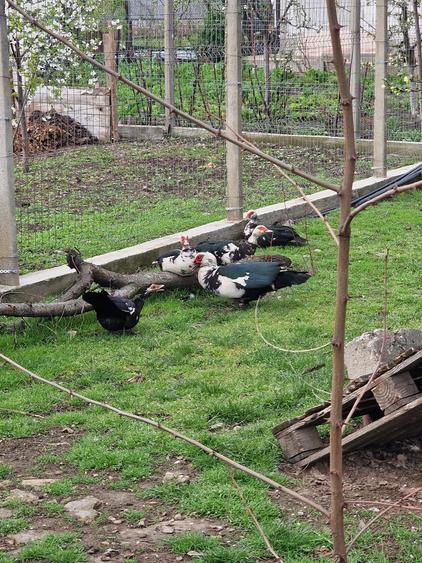 Sat Pantazi se vinde casa an 1960 cu teren 940 mp pret 67000 euro negociabil. - 10