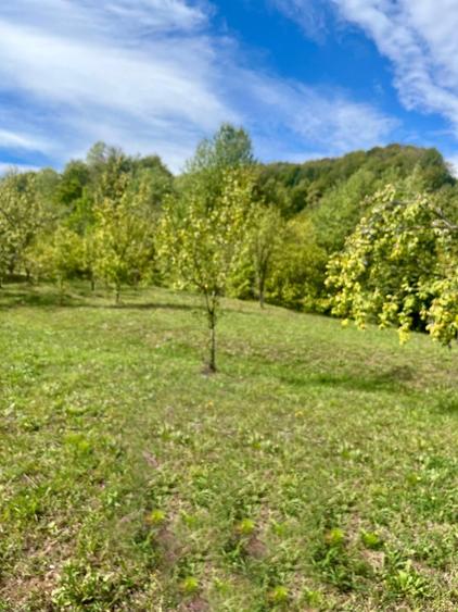 Teren 9.800 mp – Investiție ideală în mijlocul naturii | 10€/mp - Comision 0% - 6