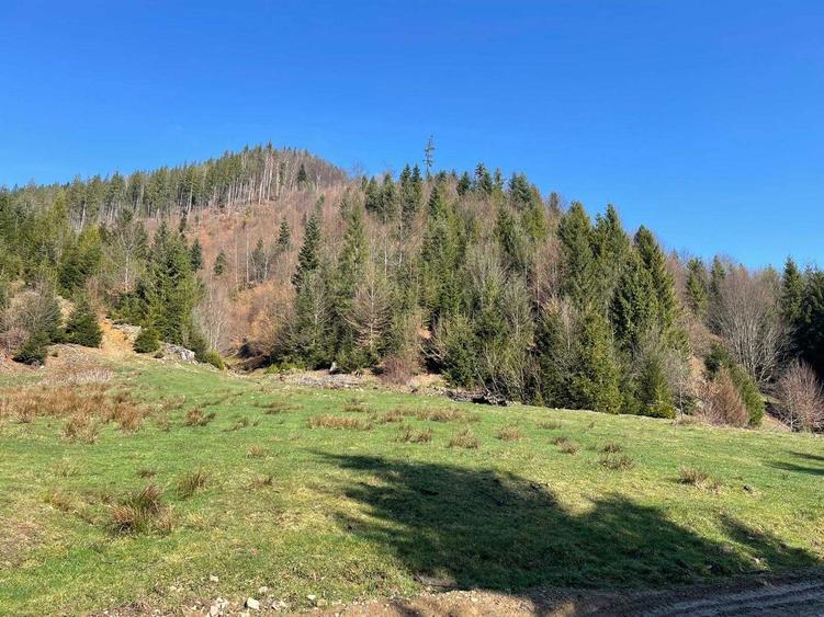 Teren cu vegetatie forestiera ( padure ) - 2