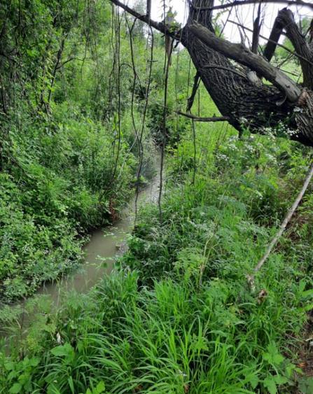 Teren extravilan de vanzare, 4900 mp, Bolde?ti Scaieni - 3