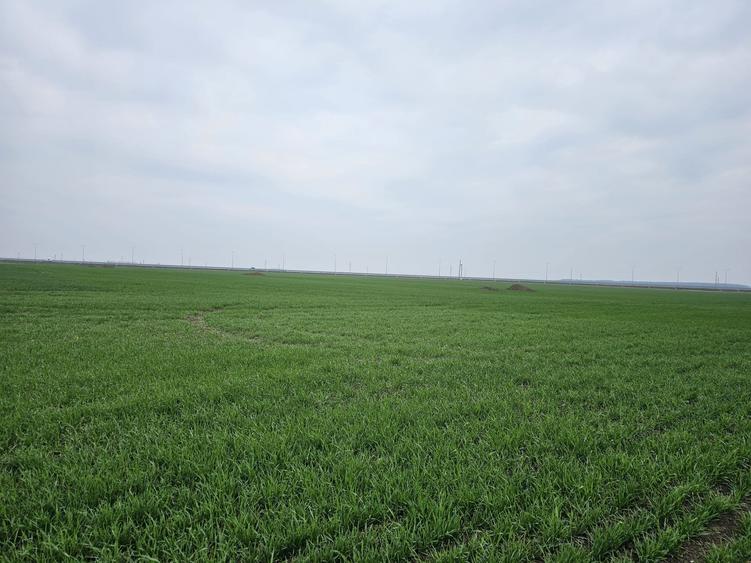 Teren de vânzare  Tunari  27 euro mp - 3