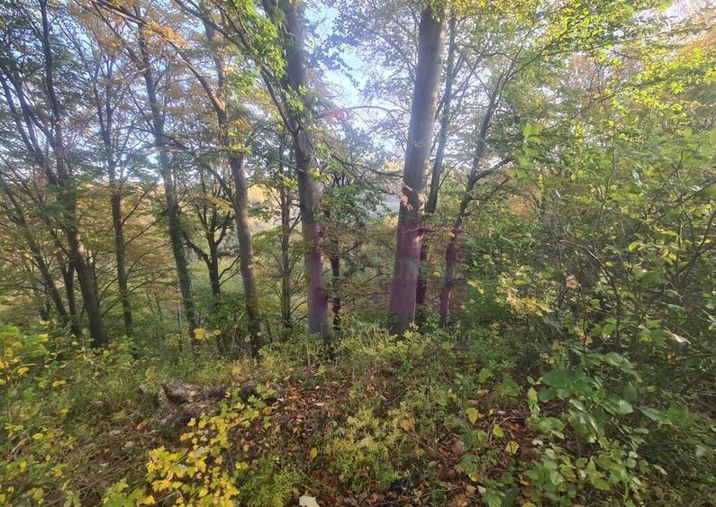 Teren intravilan de vanzare in Telega - 7