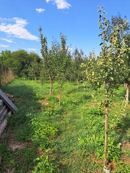 CASA NOUA PE UN NIVEL CU 4 CAMERE DOUA  BAI,LIVING, BUCATARIE  19 ARI TEREN - 15