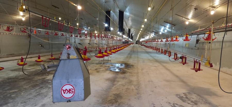 Ferma pasari- curci - 1