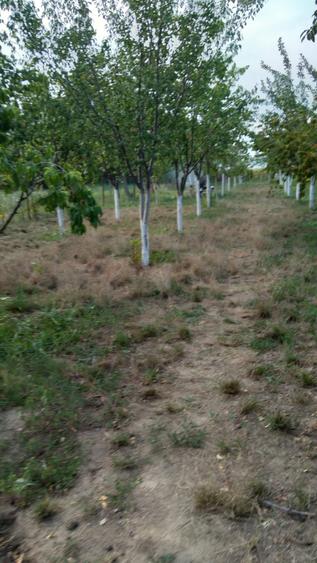 CASA + TEREN 1300MP | MERII PETCHII | ZONA ASFALTATA | - 4